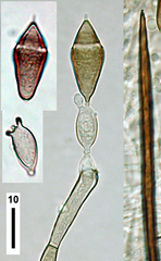Beltrania querna
