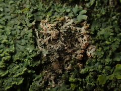 Erythricium aurantiacum