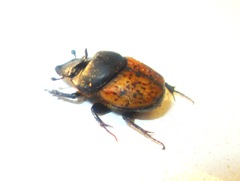 Onthophagus gibbulus