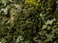 Phaeophyscia nigricans
