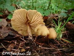 Entoloma pleopodium