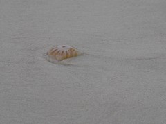 Chrysaora chesapeakei