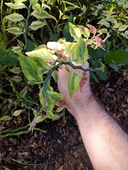 Euphorbia tithymaloides