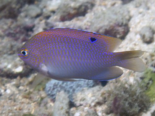 Baensch's damsel (Pomacentrus baenschi) — Pomacentridae — 4