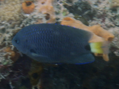 Pomacentrus trichrourus