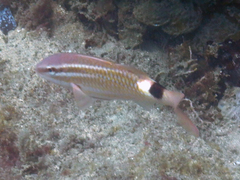 Parupeneus