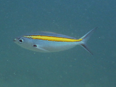 Caesio xanthalytos