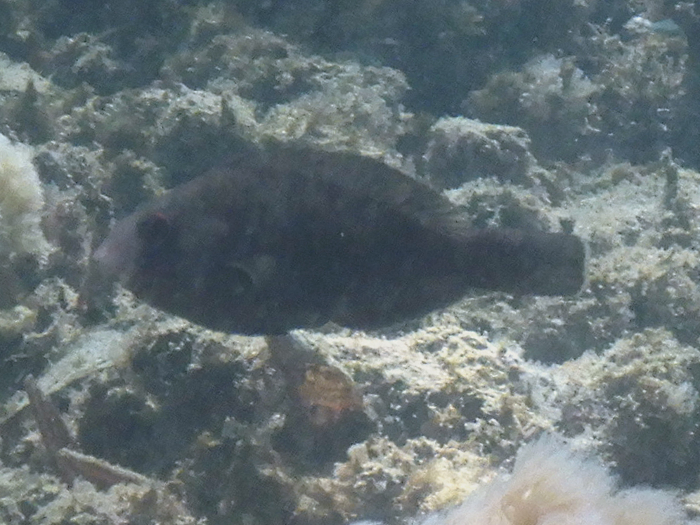 Carolines parrotfish