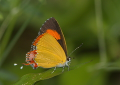 Heliophorini