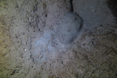 Pardachirus marmoratus