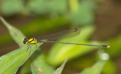 Coeliccia chromothorax