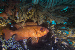 Priacanthidae