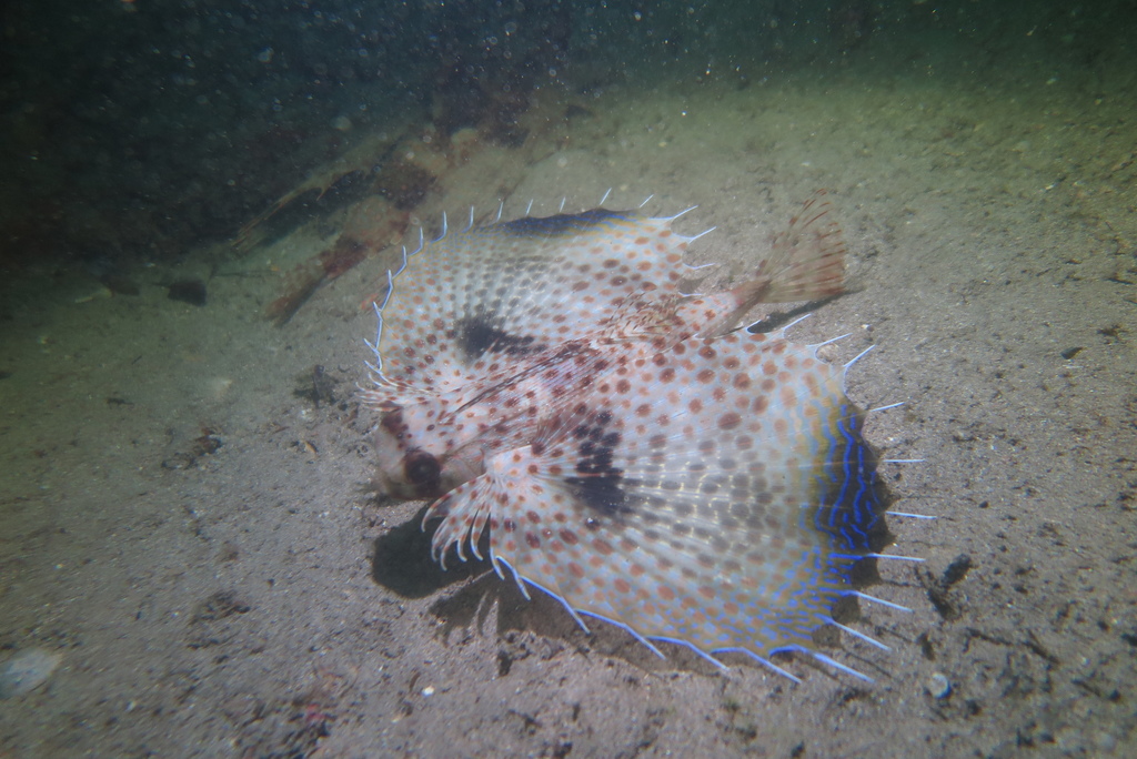 Oriental flying gurnard