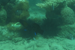 Centropyge multispinis