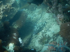 Epinephelus coeruleopunctatus