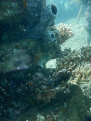 Chaetodon guttatissimus