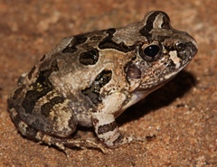 Tomopterna tuberculosa