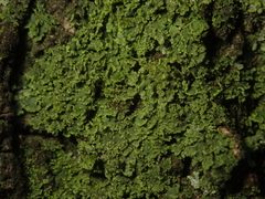 Phaeophyscia nigricans