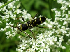 Cyrtoclytus capra