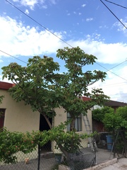 Pseudobombax ellipticum