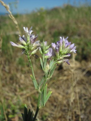 Medicago lessingii