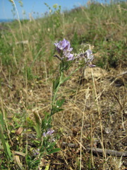Medicago lessingii