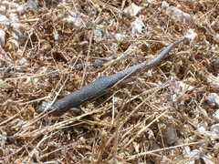 Xantusia vigilis