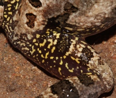 Tomopterna tuberculosa