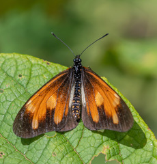Acraea johnstoni