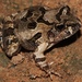 Rough Sand Frog - Photo (c) Alex Rebelo, some rights reserved (CC BY-NC), uploaded by Alex Rebelo
