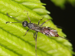 Xorides csikii