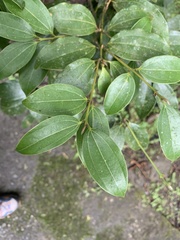 Cinnamomum osmophloeum