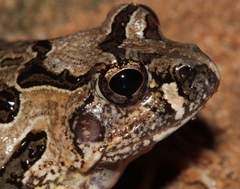 Tomopterna tuberculosa