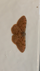 Scopula asellaria