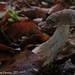 Leccinum cyaneobasileucum brunneogriseolum - Photo (c) Michel Beeckman, some rights reserved (CC BY-NC), uploaded by Michel Beeckman