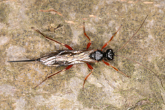 Ischnoceros rusticus