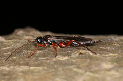 Ischnoceros rusticus