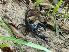 Scorpionoidea