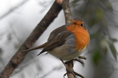 Erithacus rubecula