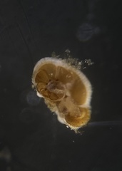 Cibicididae