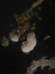 Cibicididae