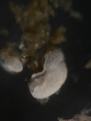 Cibicididae