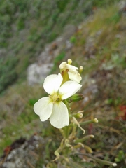 Erysimum franciscanum