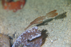 Solenostomus