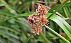 Cyperus solidus