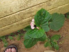Begonia semperflorens-cultorum