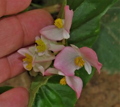 Begonia semperflorens-cultorum
