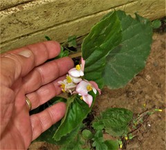 Begonia semperflorens-cultorum