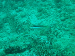 Symphodus doderleini