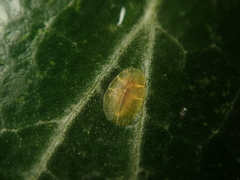 Lichtensia viburni